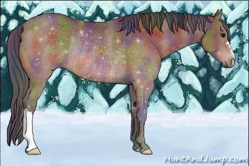 Horse Color:Nacre Bay Rabicano 