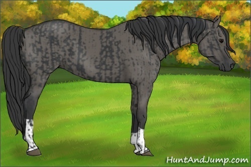 Horse Color:Black and Grullo