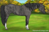 Horse Color:Black  and Grullo 