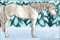 Horse Color:Chocolate Palomino Pearl Sabino 