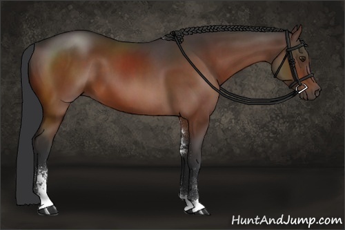 Horse Color:Brown Sabino