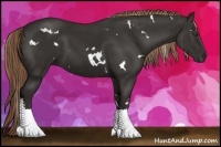 Horse Color:White Spotted Liver Chestnut