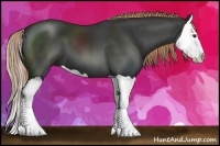 Horse Color:Liver Chestnut Splash 