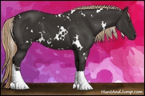 Horse Color:White Spotted Liver Chestnut 