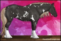 Horse Color:White Spotted Liver Chestnut