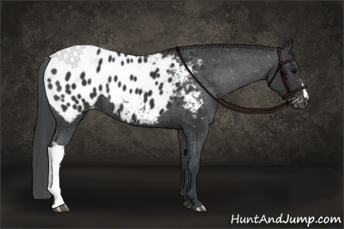Horse Color:Black Appaloosa 