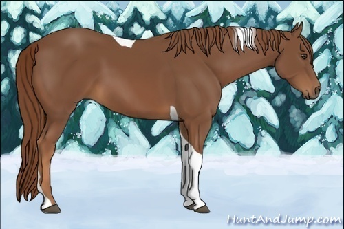 Horse Color:Chestnut Tobiano 