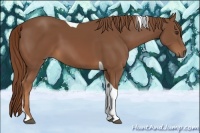 Horse Color:Chestnut Tobiano