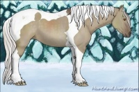 Horse Color:Silver Grullo Tobiano