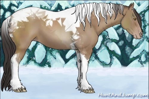 Horse Color:Classic Champagne Tobiano