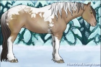 Horse Color:Classic Champagne Tobiano