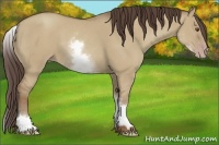 Horse Color:White Spotted Classic Champagne Dun
