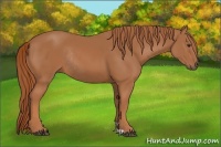 Horse Color:Chestnut Rabicano 