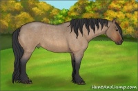 Horse Color:Bay Roan Dun
