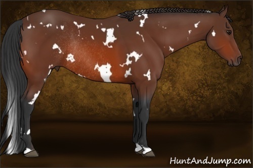 Horse Color:White Spotted Bay Rabicano