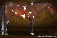 Horse Color:White Spotted Bay Rabicano