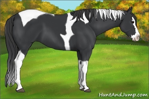 Horse Color:Black Splash Tobiano 