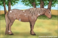 Horse Color:White Spotted Chestnut Ice