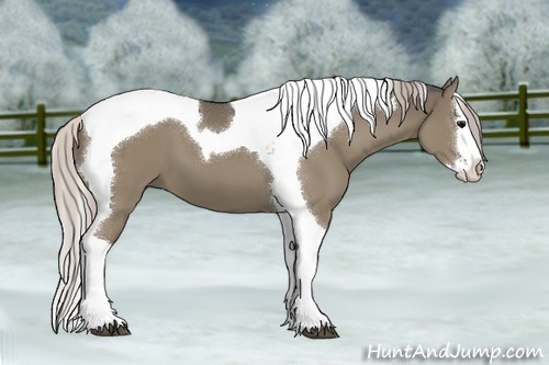 Horse Color:Silver Grullo Sabino Splash Tobiano 
