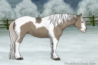 Horse Color:Silver Grullo Sabino Splash Tobiano 