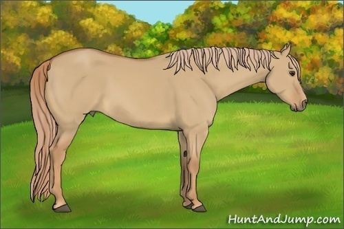 Horse Color:Red Dun 