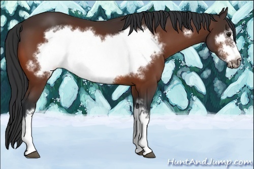 Horse Color:Bay Frame 