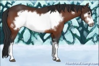 Horse Color:Bay Frame 
