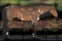 Horse Color:White Spotted Bay 