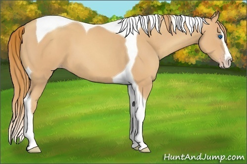 Horse Color:Gold Champagne Splash Tobiano 