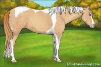Horse Color:Gold Champagne Splash Tobiano