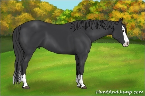 Horse Color:Black Splash 
