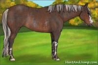 Horse Color:Brown Rabicano and Silver Brown Rabicano