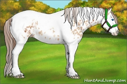 Horse Color:Bay Splash Tobiano Appaloosa  and Amber Champagne Splash Tobiano Appaloosa 