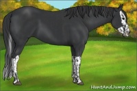 Horse Color:Black and Black Splash