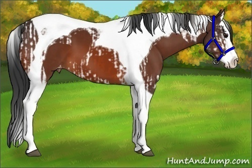 Horse Color:Bay Splash Tobiano Appaloosa and Bay Splash Tobiano Appaloosa