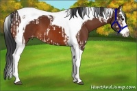 Horse Color:Bay Splash Tobiano Appaloosa and Bay Splash Tobiano Appaloosa