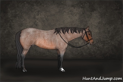 Horse Color:Bay Roan 