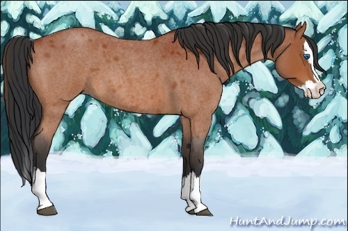 Horse Color:Bay Roan Splash 