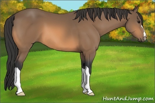 Horse Color:Buckskin