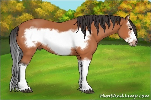 Horse Color:Bay Splash Frame 