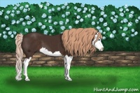 Horse Color:Liver Chestnut Splash