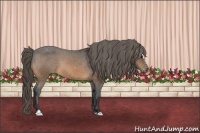 Horse Color:Buckskin Sabino Appaloosa
