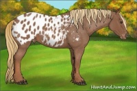 Horse Color:Red Roan Appaloosa 