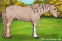 Horse Color:Chestnut Appaloosa