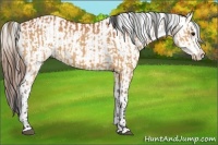 Horse Color:Bay  and Bay Appaloosa 