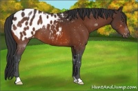 Horse Color:Bay Appaloosa 
