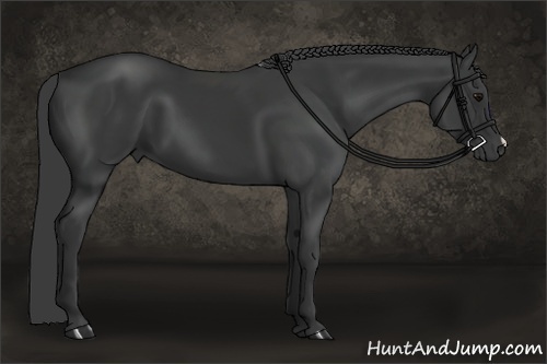 Horse Color:Black 