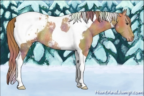 Horse Color:Nacre Chestnut Tobiano Blanket Rabicano