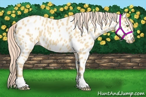 Horse Color:Gold Champagne Dun Near Leopard