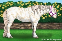 Horse Color:Gold Champagne Dun Near Leopard 